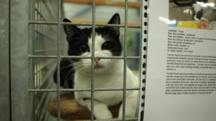 Open dag Dierenambulance trekt vele bezoekers