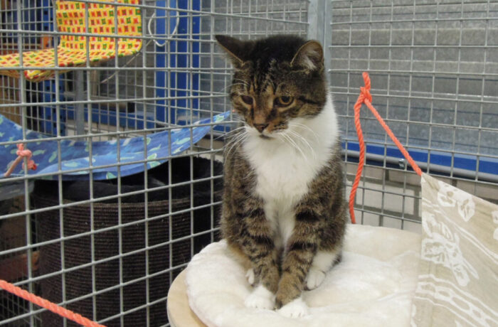 Dier van deze week: Bobby is geadopteerd