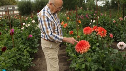 Kleurenpracht trekt veel bezoekers naar Dahliatuin