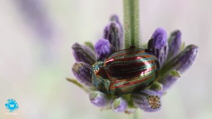 Rozemarijngoudhaantje gevaar voor kruidachtige planten