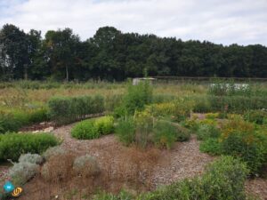 DIOW HR 20190908_110310 Buurttuin Brandevoort