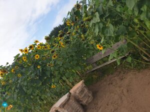 DIOW HR 20190908_110430 Buurttuin Brandevoort