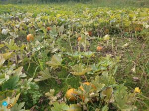 DIOW HR 20190908_110506 Buurttuin Brandevoort