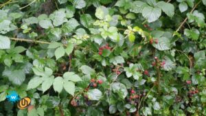 DIOW JS 20190818_132501