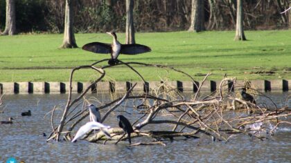 Drama voor watervogels Warandepark