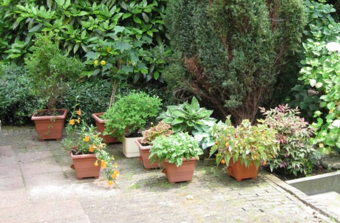 Gratis vaste planten voor bewoners Leonardusbuurt