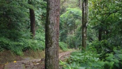 Helmond presenteert meerjarenplan 571 hectare bos