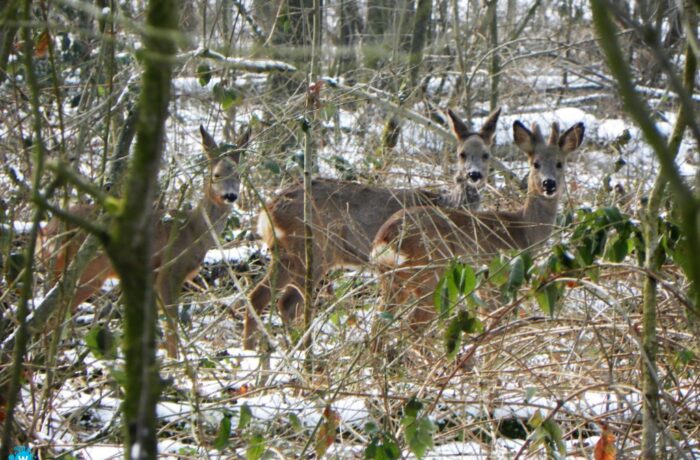 Reeën en kalfjes beschermen in Groot Goor