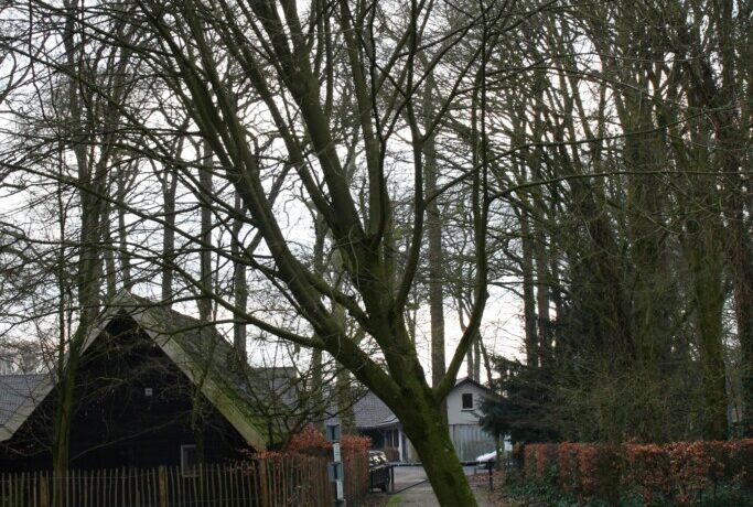 SP Helmond vraagt aandacht voor waardevolle bomen
