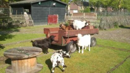 Vrijwilligers gezocht voor Kinderboerderij De Veldhoeve Helmond-Noord