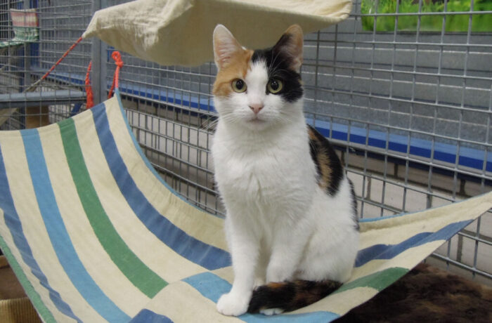 Dier van de week: VeeWee