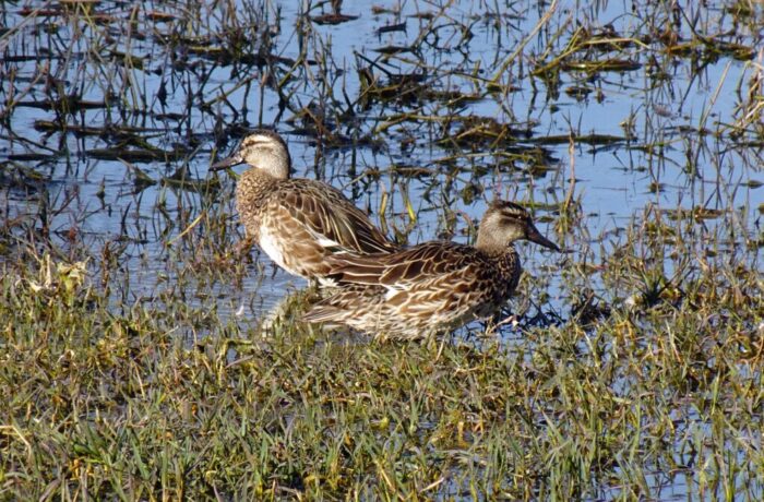 Lezing “Voorjaar in de Maasduinen” samen met het KNNV 9 april