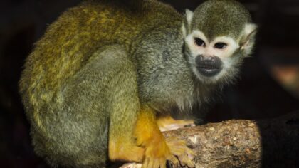 Lezing “Natuurreis Natuurparken Costa Rica” IVN Helmond samen met het KNNV 12 maart