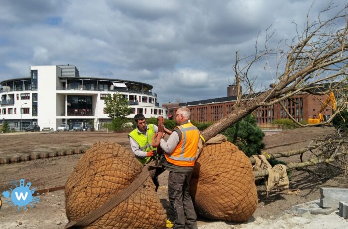 Lijst van kap en herplant in Helmond