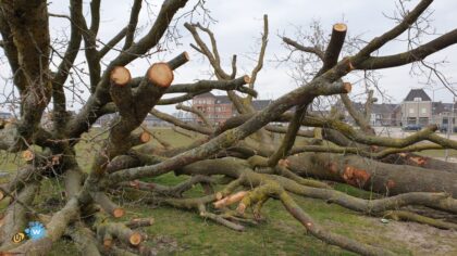 Helmond probeert bomen in Brandenvoort te behouden