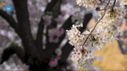 Mooi stukje Helmond in de lente
