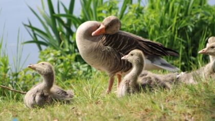 Lokroep der natuur is fietsen in Brouwhuis