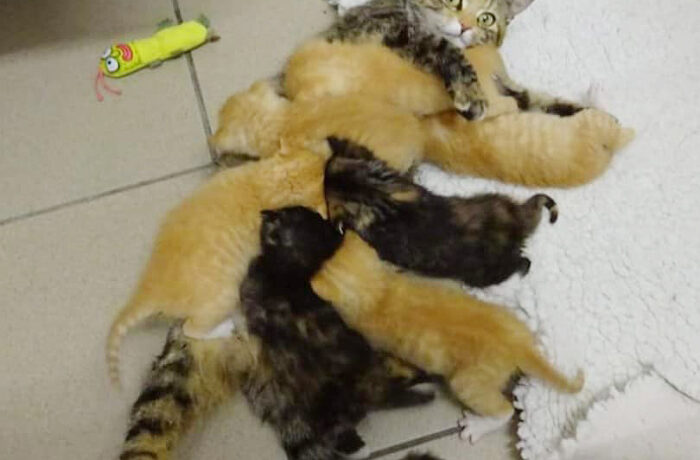 Kittens binnenkort weer beschikbaar