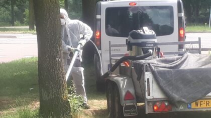 Strijd tegen de processierupsen duurt voort