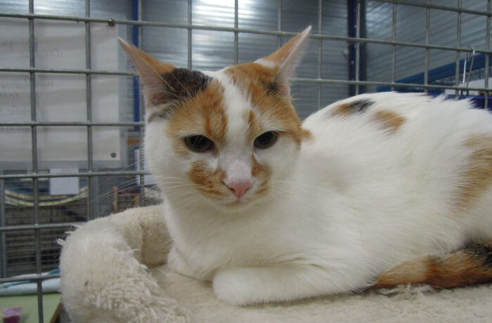 Dier van de Week Chica