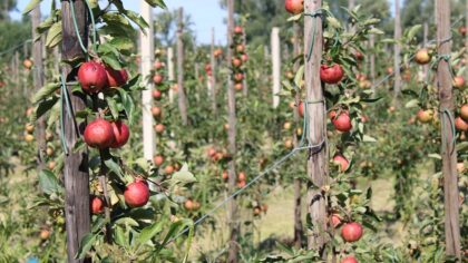 Fruitteler Jurrius klaar voor de gezonde eetlust