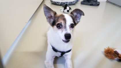 Dit is Coco en hij zit in het Dierenasiel Helmond e/o