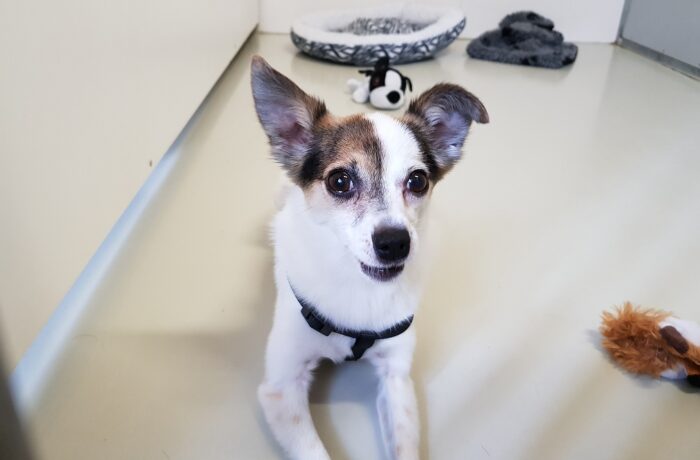 Dit is Coco en hij zit in het Dierenasiel Helmond e/o
