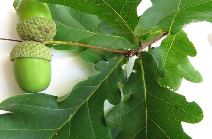 Groene eikels zijn giftig en ze liggen er nu al