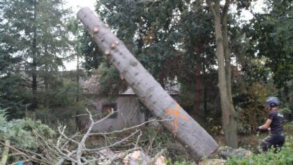 Deze week start de gemeente met de kap van dode en zieke bomen