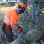 Bomen gerooid