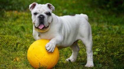 Vierde editie van de verkiezing ‘Mooiste Hond’