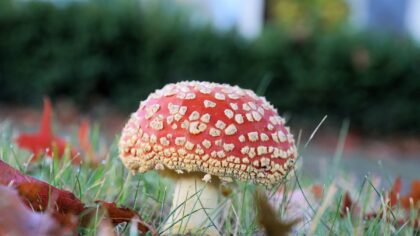 IVN Helmond houdt publiekswandeling ‘Herfst in het Goor’