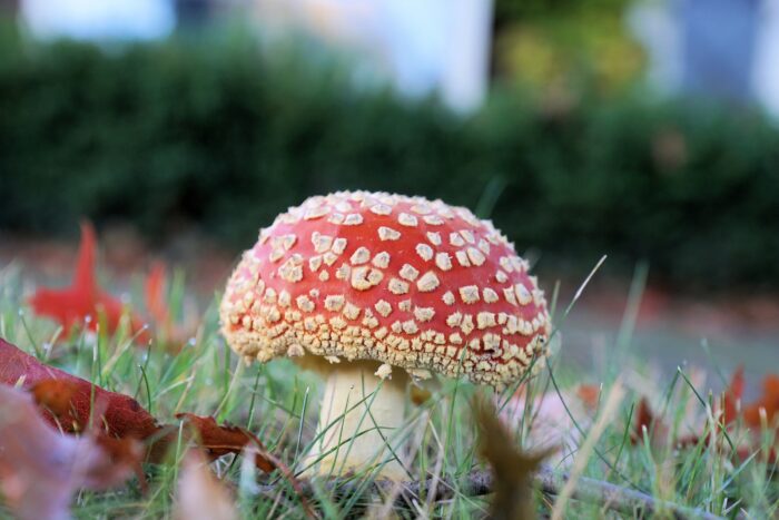 IVN Helmond houdt publiekswandeling ‘Herfst in het Goor’
