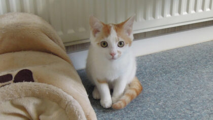 Dier van de week kittens