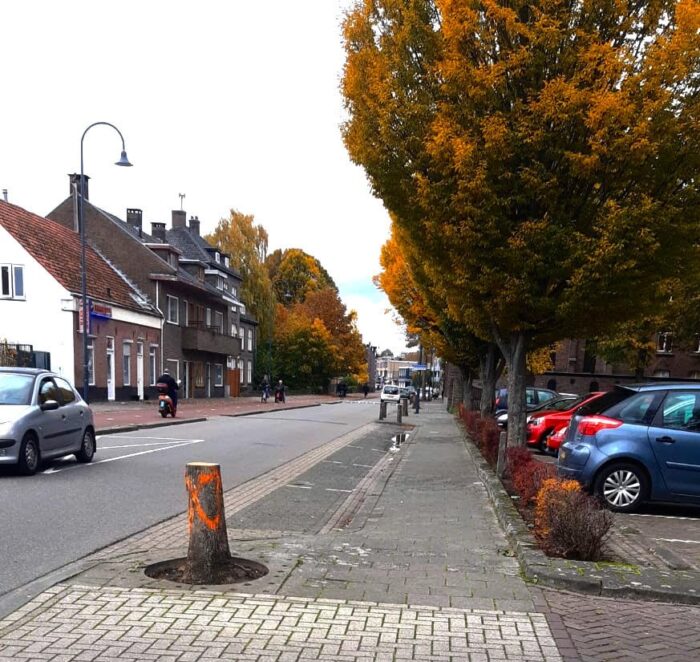 Bomen gekapt aan de Molenstraat