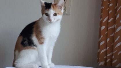 Dier van de Week weer kittens