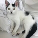 dieren van de week Selvie, Tee en Micky