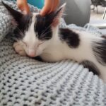 dier van de week Peppi