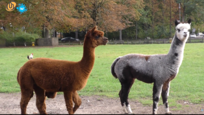 Dierenpark Warande een alpaca rijker
