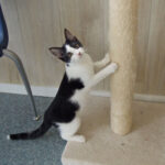 dieren van de week Selvie, Tee en Micky