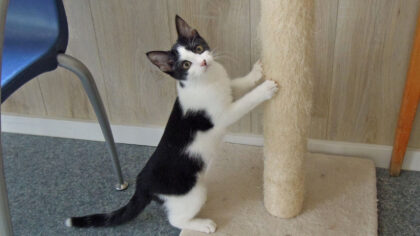 Dieren van de week: kittens