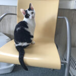 dieren van de week Selvie, Tee en Micky