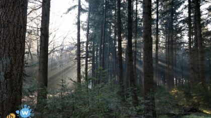 Werken aan een gezond bos in de Stiphoutse bossen
