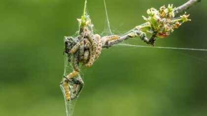 Tentoonstelling van natuurfoto’s IVN