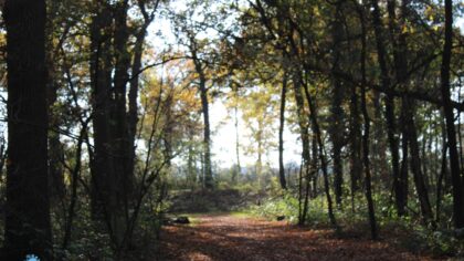 Lokroep der natuur in het Groot Goor