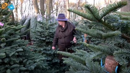 Kerstbomenbos Schuurmans