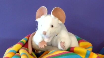 Training PIEP de Muis ondersteunt kinderen en ouders