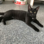 dier van de week Angel en Moos