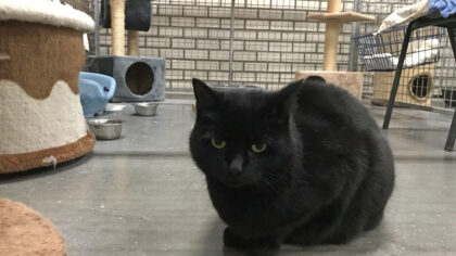 Dier van de week Mischa