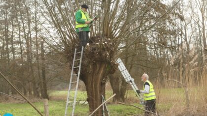 Knotwilgen van hun pruik ontdaan